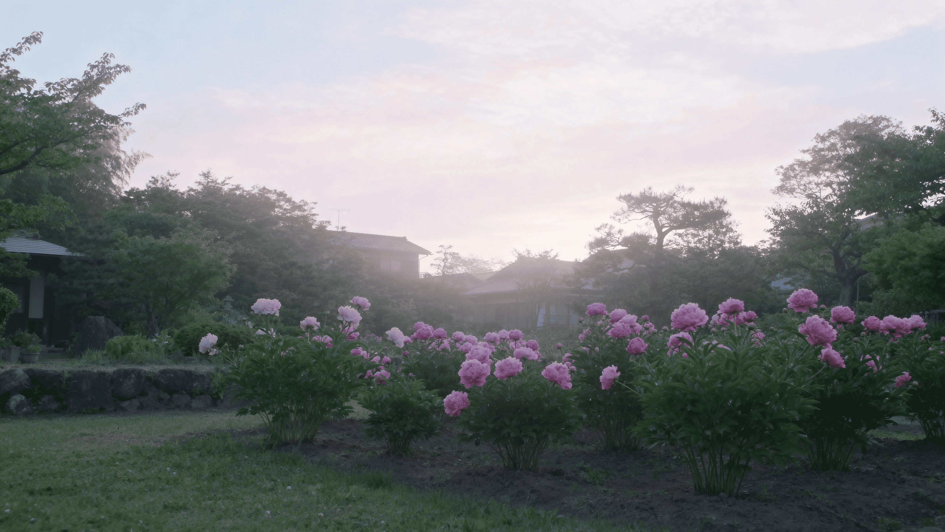 Soft morning light falling across blooming peonies in a traditional Chinese courtyard